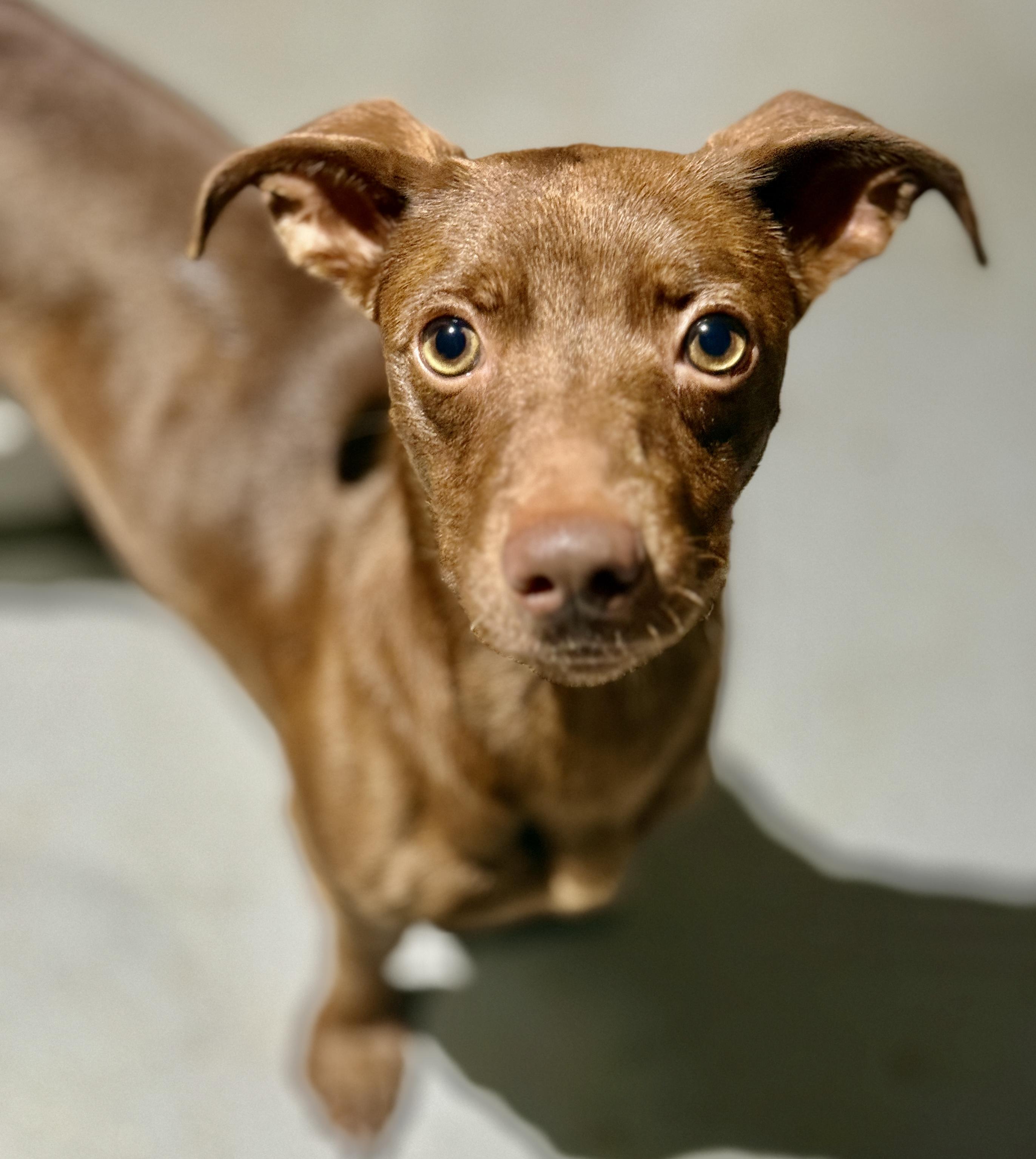 Enlarge Wesson, an adopted mixed breed in Deltona, FL image 3/3