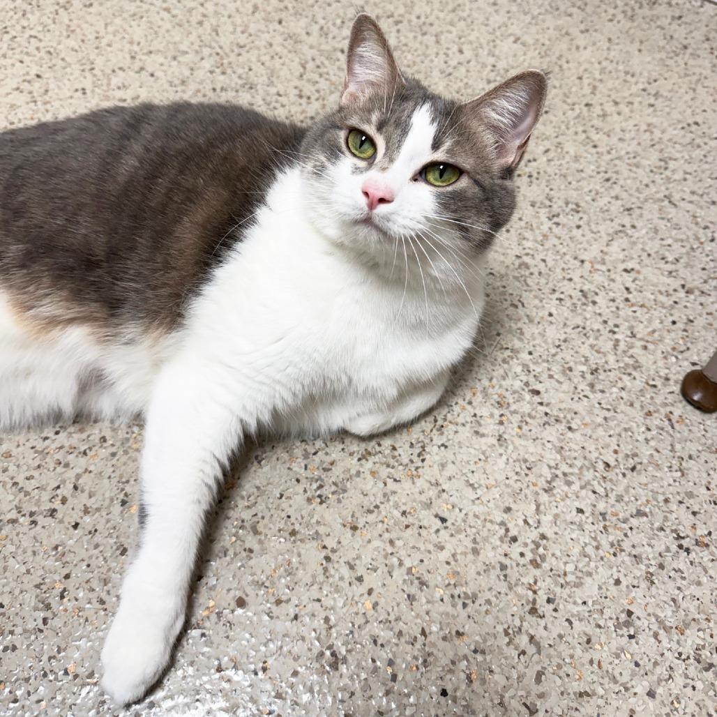 Enlarge Peach - She really is a peach!, a ADOPTABLE Domestic Short Hair in Oshkosh, WI image 1/4