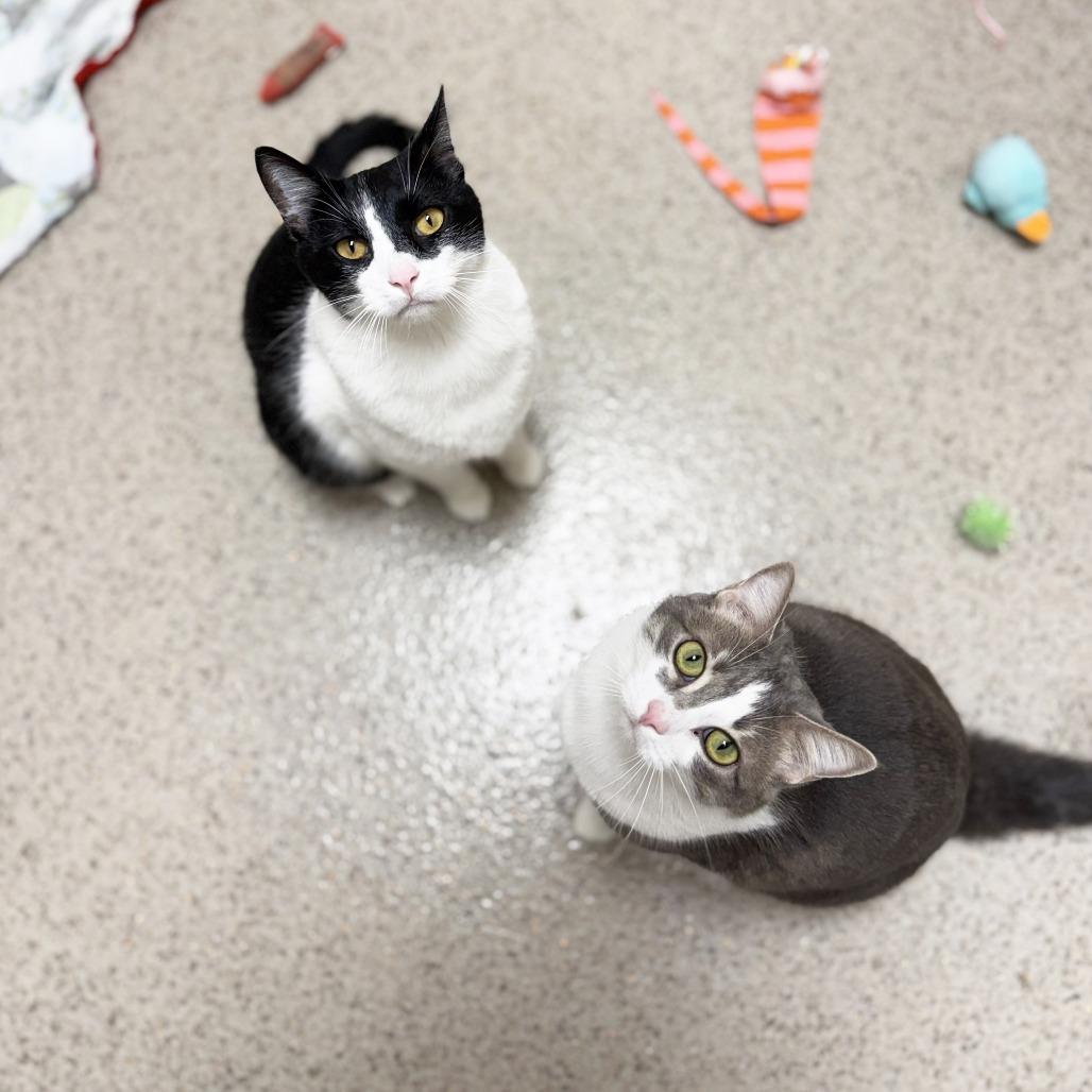 Enlarge Peach - She really is a peach!, a ADOPTABLE Domestic Short Hair in Oshkosh, WI image 3/4