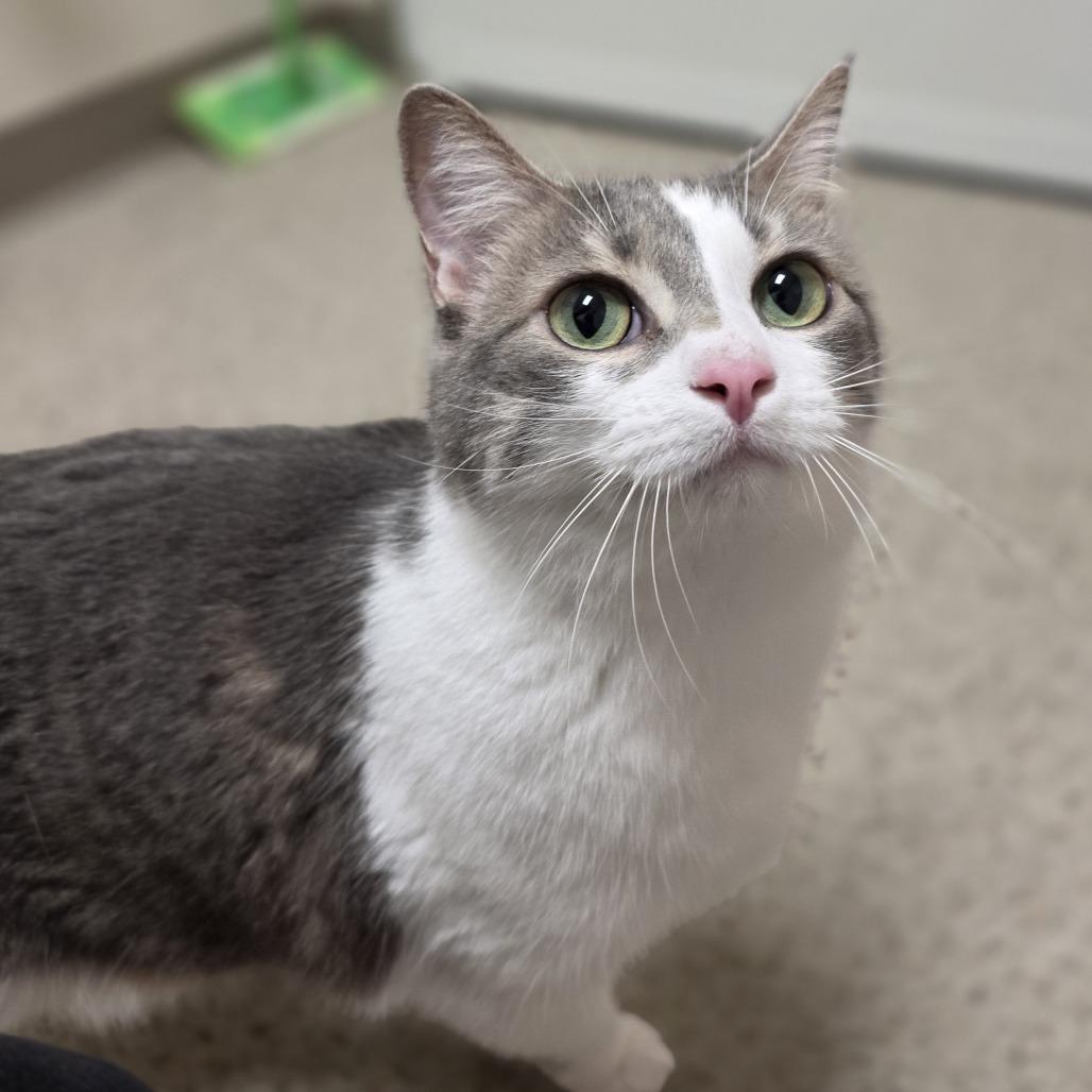 Enlarge Peach - She really is a peach!, a ADOPTABLE Domestic Short Hair in Oshkosh, WI image 2/4