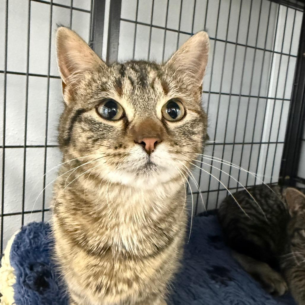 Enlarge Cookie , a ADOPTABLE Domestic Short Hair in Crookston, MN image 1/1