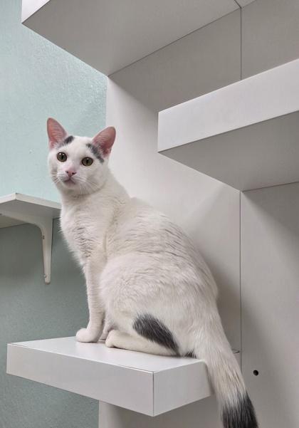 Thomas O'Malley, a ADOPTABLE Domestic Short Hair in Neenah, WI image 2/2