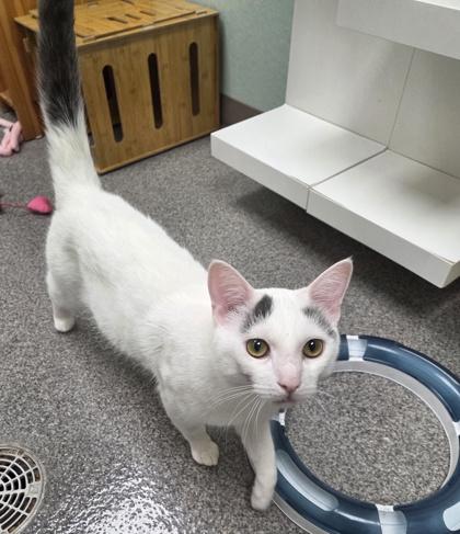 Thomas O'Malley, ADOPTABLE, Adult Male Domestic Short Hair.