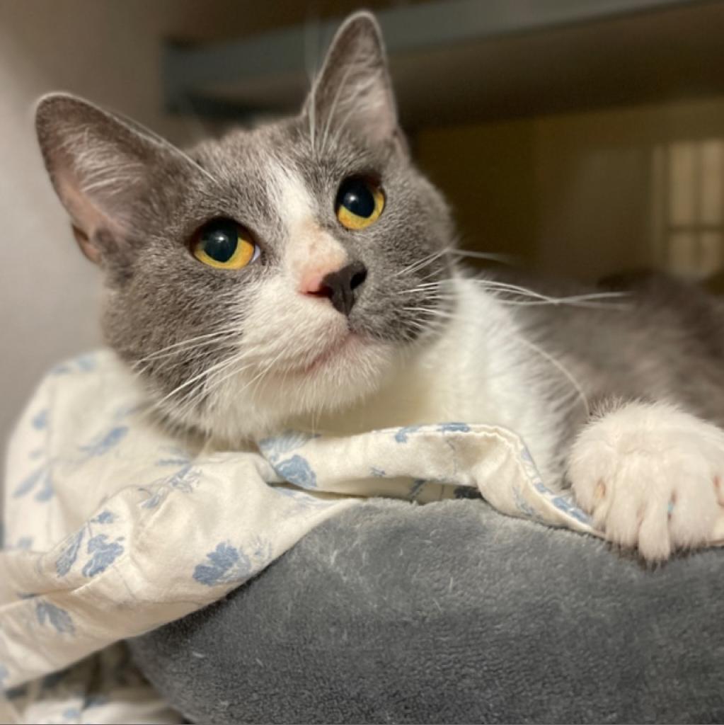 Mama Lowes, Adoptable, Adult Female Domestic Short Hair.