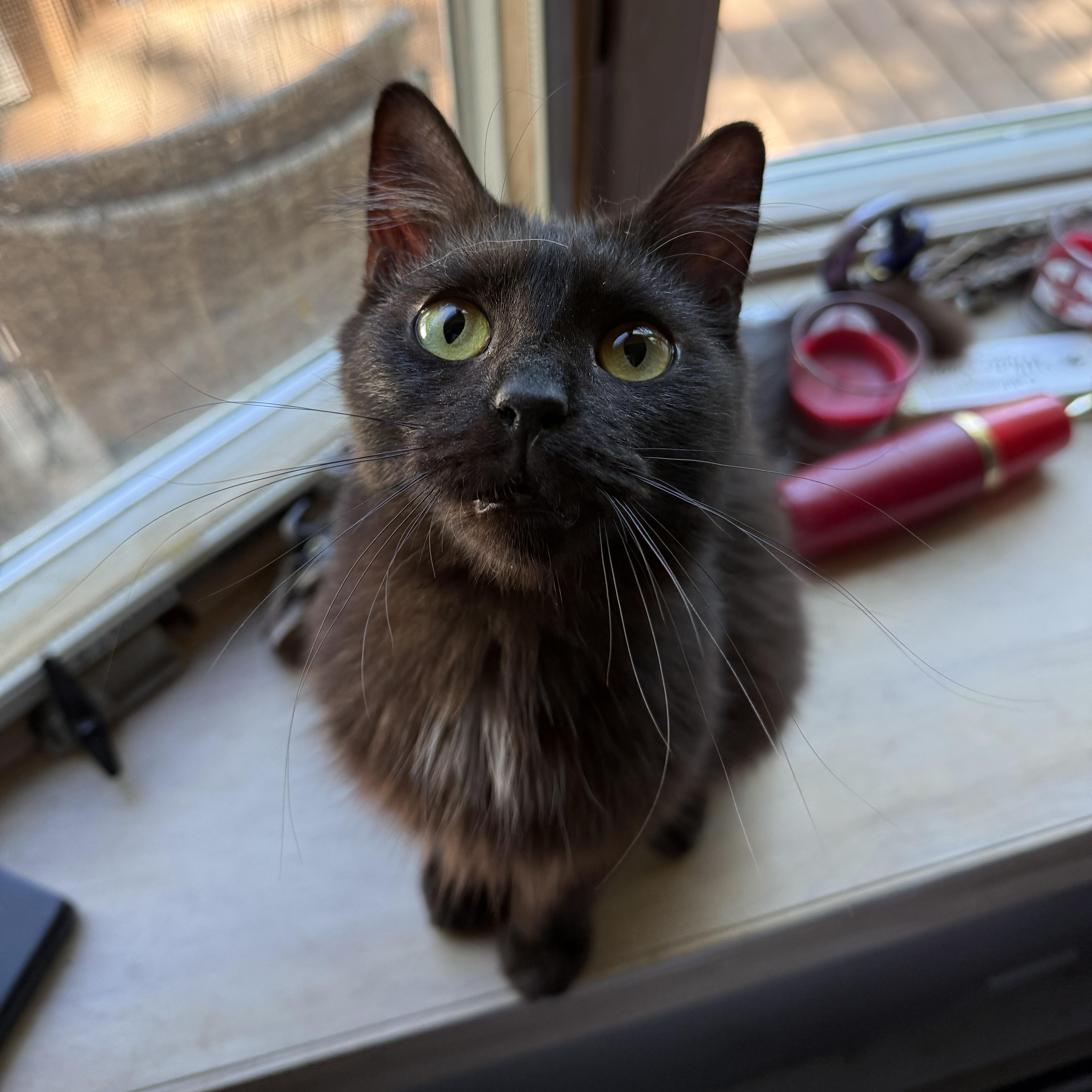 Tahiti, Adoptable, Young Female Domestic Long Hair & Maine Coon.
