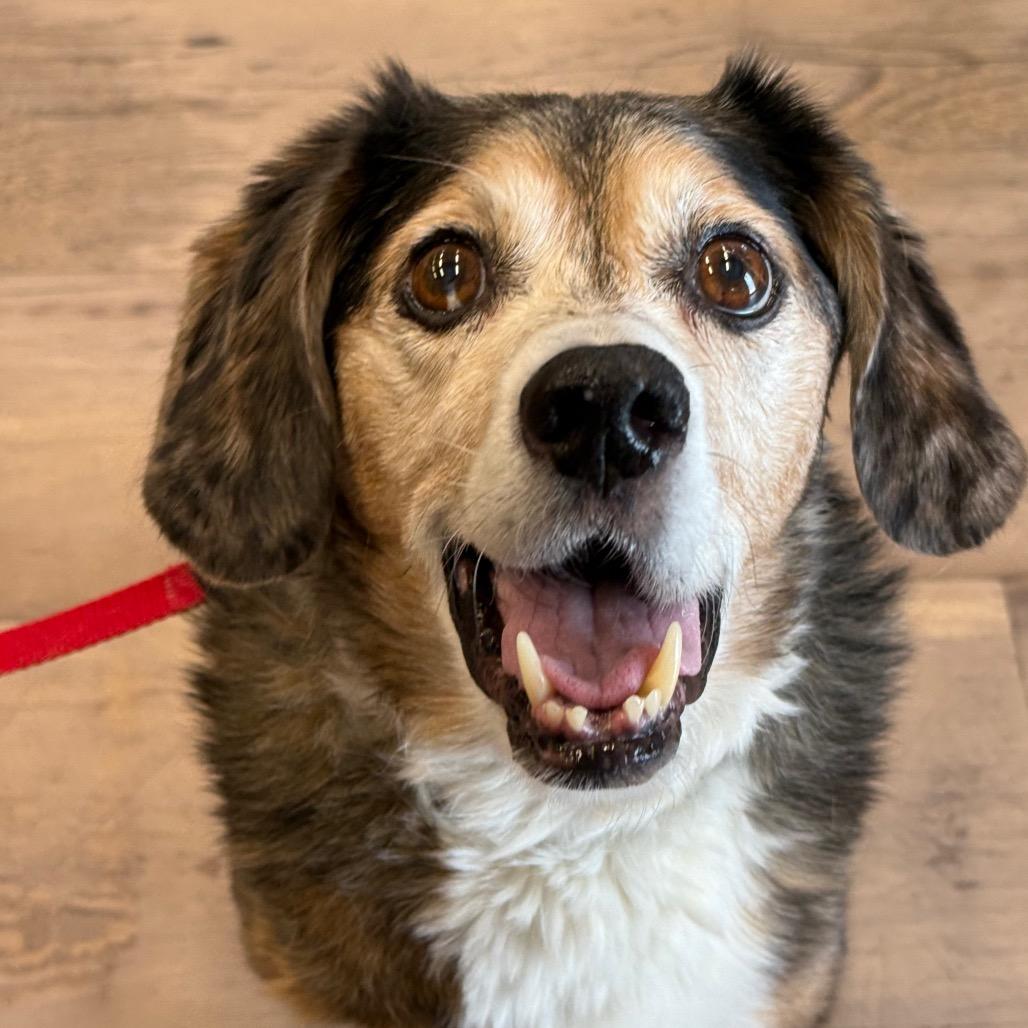 Enlarge Mr. Nibbler, a Adoptable mixed breed in Durango, CO image 1/5