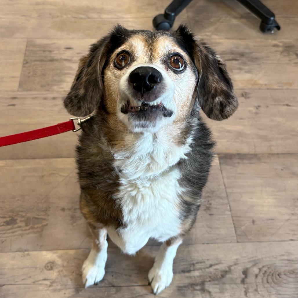 Enlarge Mr. Nibbler, a Adoptable mixed breed in Durango, CO image 2/5