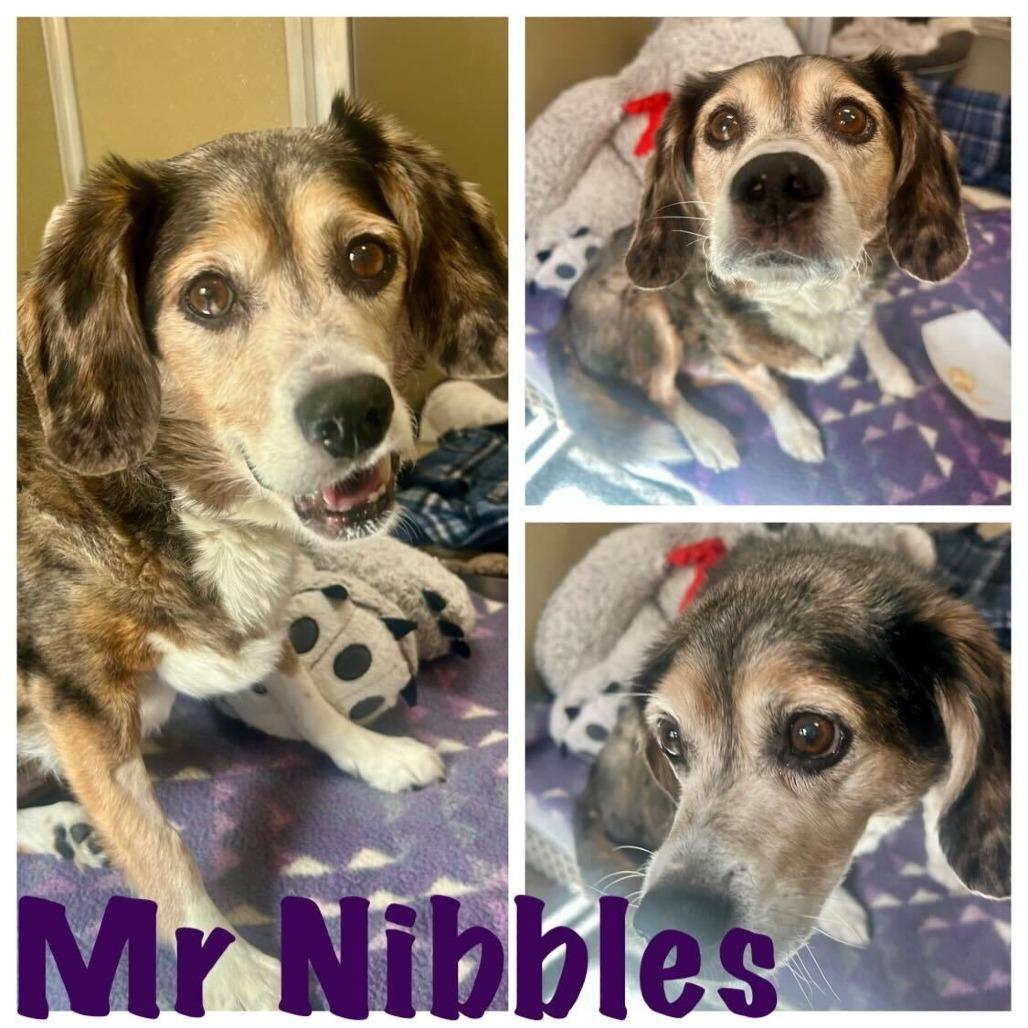 Enlarge Mr. Nibbler, a Adoptable mixed breed in Durango, CO image 3/5
