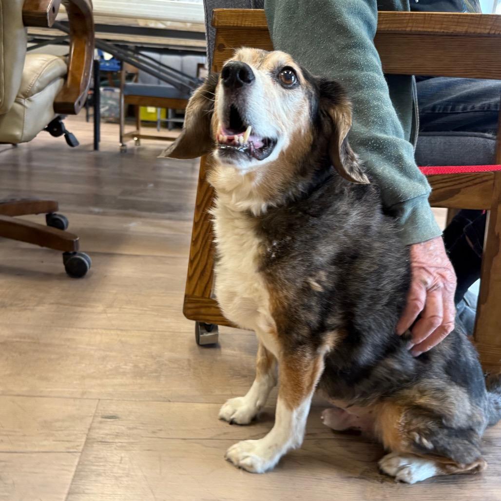 Enlarge Mr. Nibbler, a Adoptable mixed breed in Durango, CO image 4/5