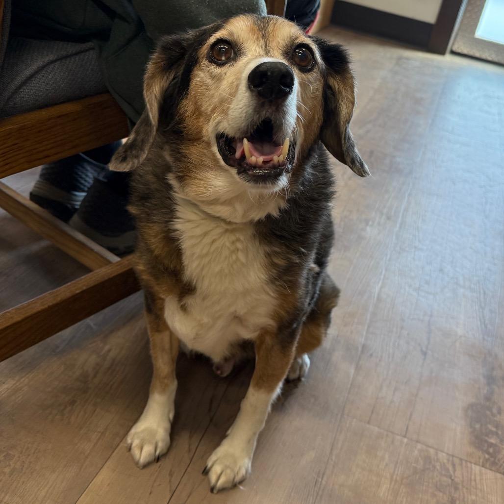 Enlarge Mr. Nibbler, a Adoptable mixed breed in Durango, CO image 5/5