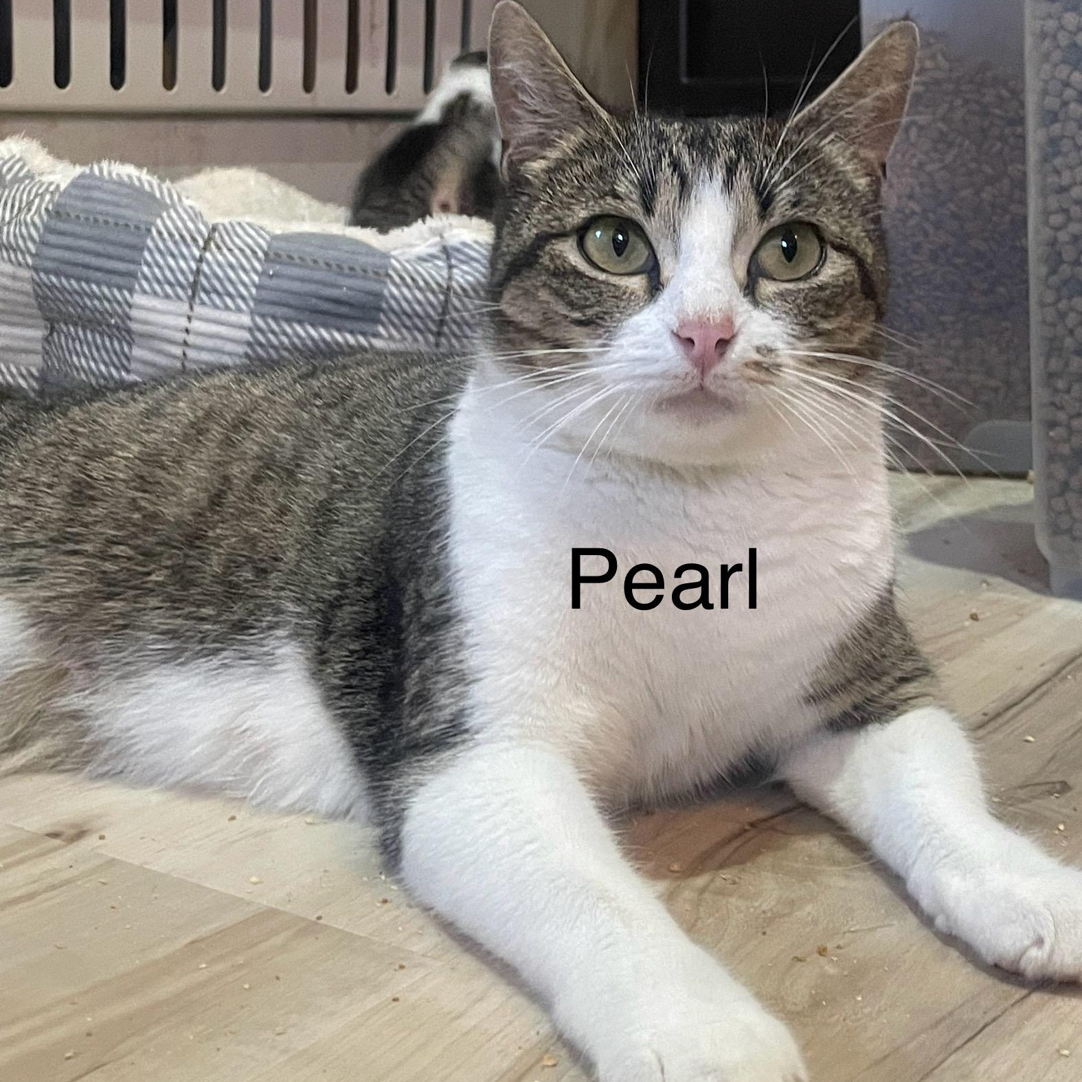 Pearl, adopted, Adult Female Domestic Short Hair.