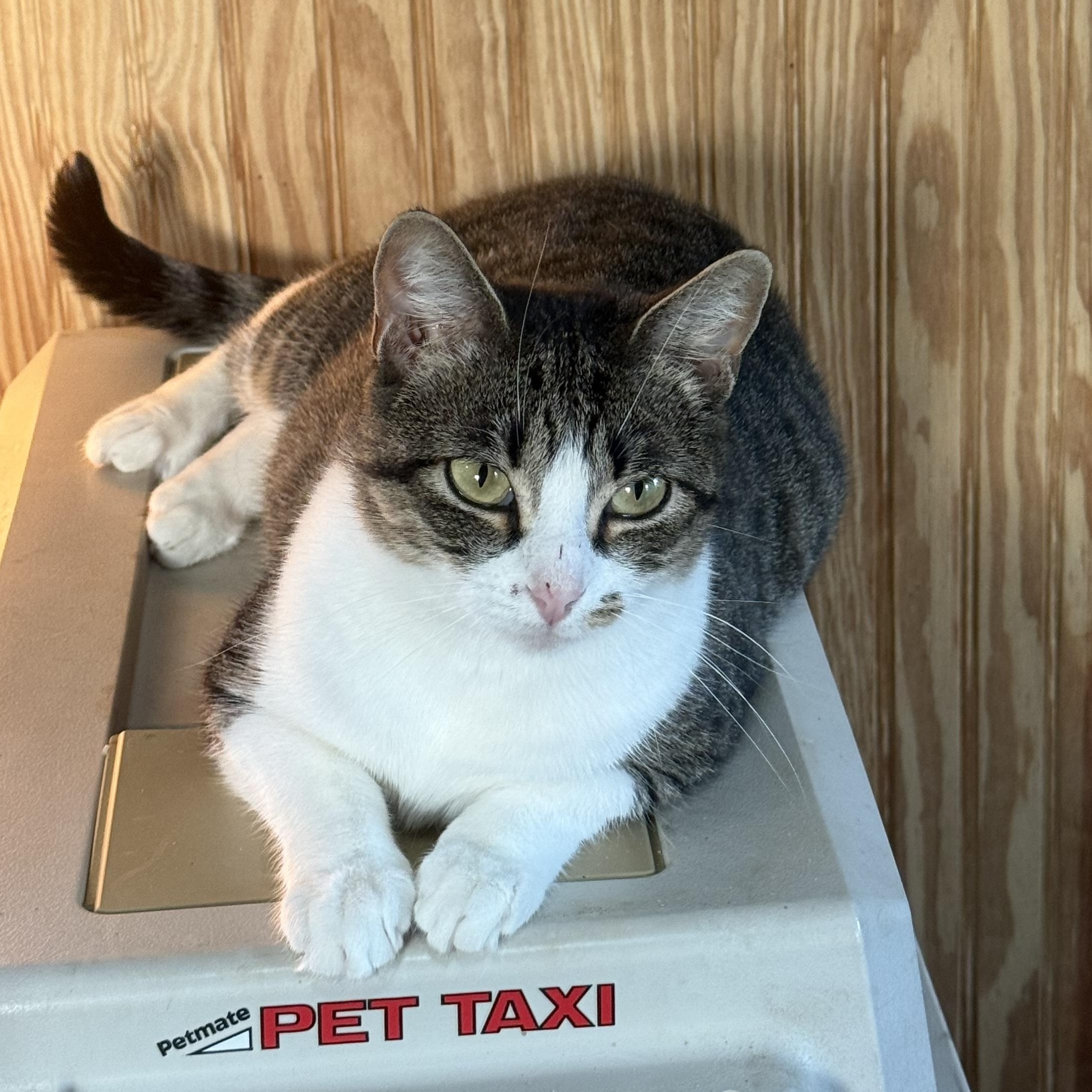 Pearl, an adopted Domestic Short Hair in Anna, TX image 2/2
