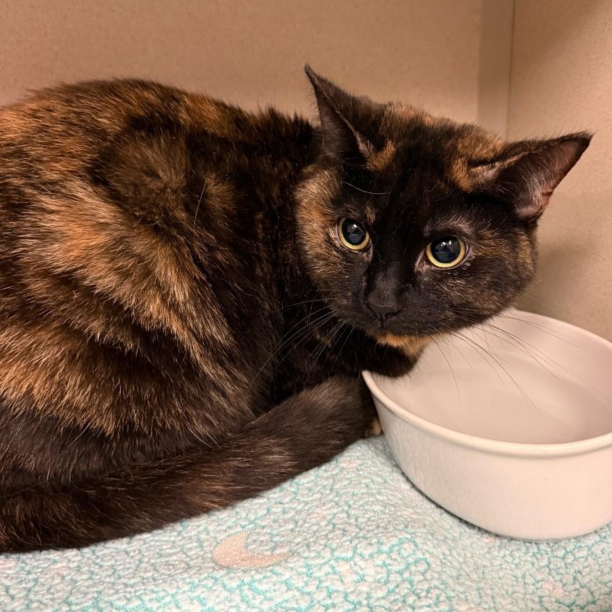 Enlarge Oreo, a Adoptable mixed breed in Greensboro, NC image 1/1