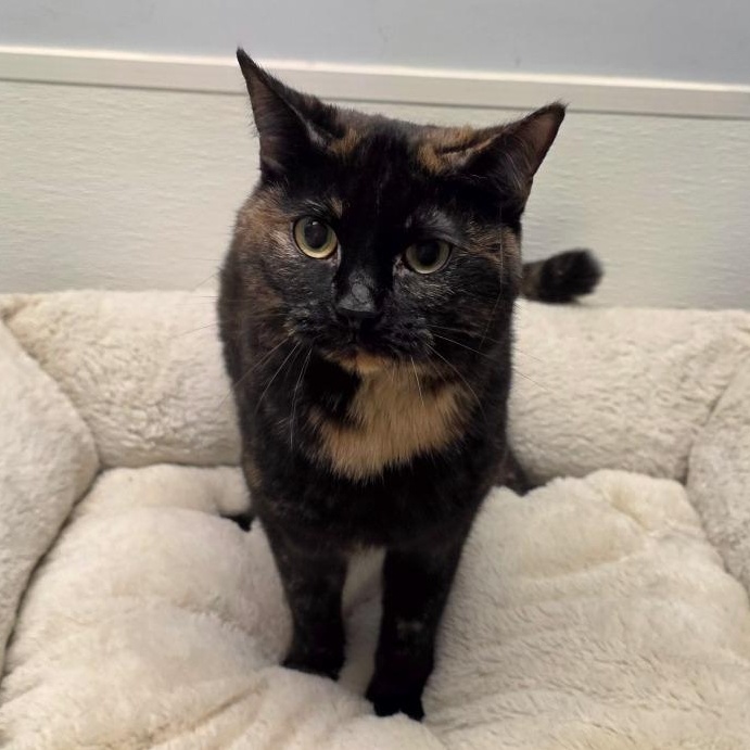 Enlarge Oreo, a Adoptable mixed breed in Greensboro, NC image 2/2