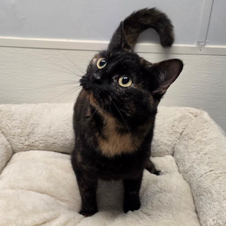 Enlarge Oreo, a Adoptable mixed breed in Greensboro, NC image 1/2