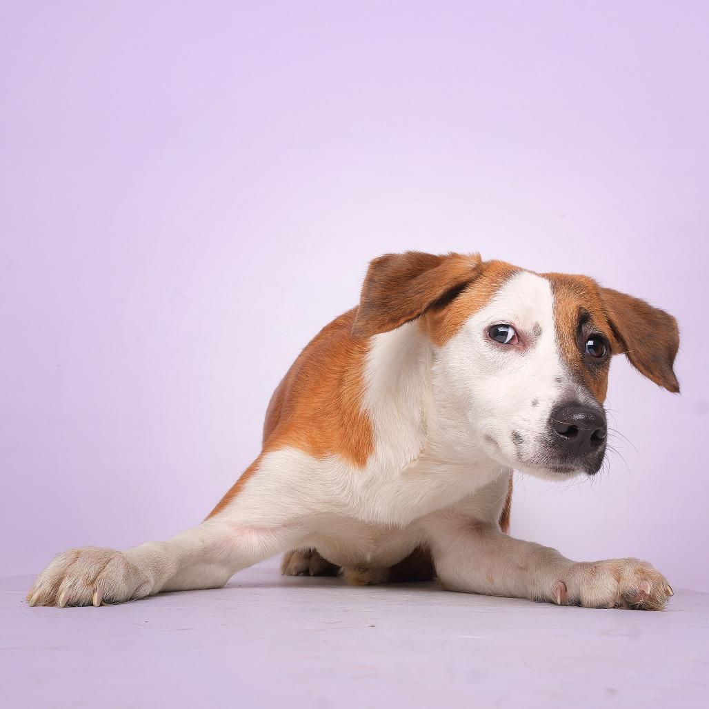 Nucita C, Adoptable, Adult Female Mixed Breed.