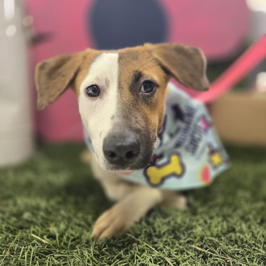 Nucita C, a Adoptable Mixed Breed in Guaynabo, PR image 2/3