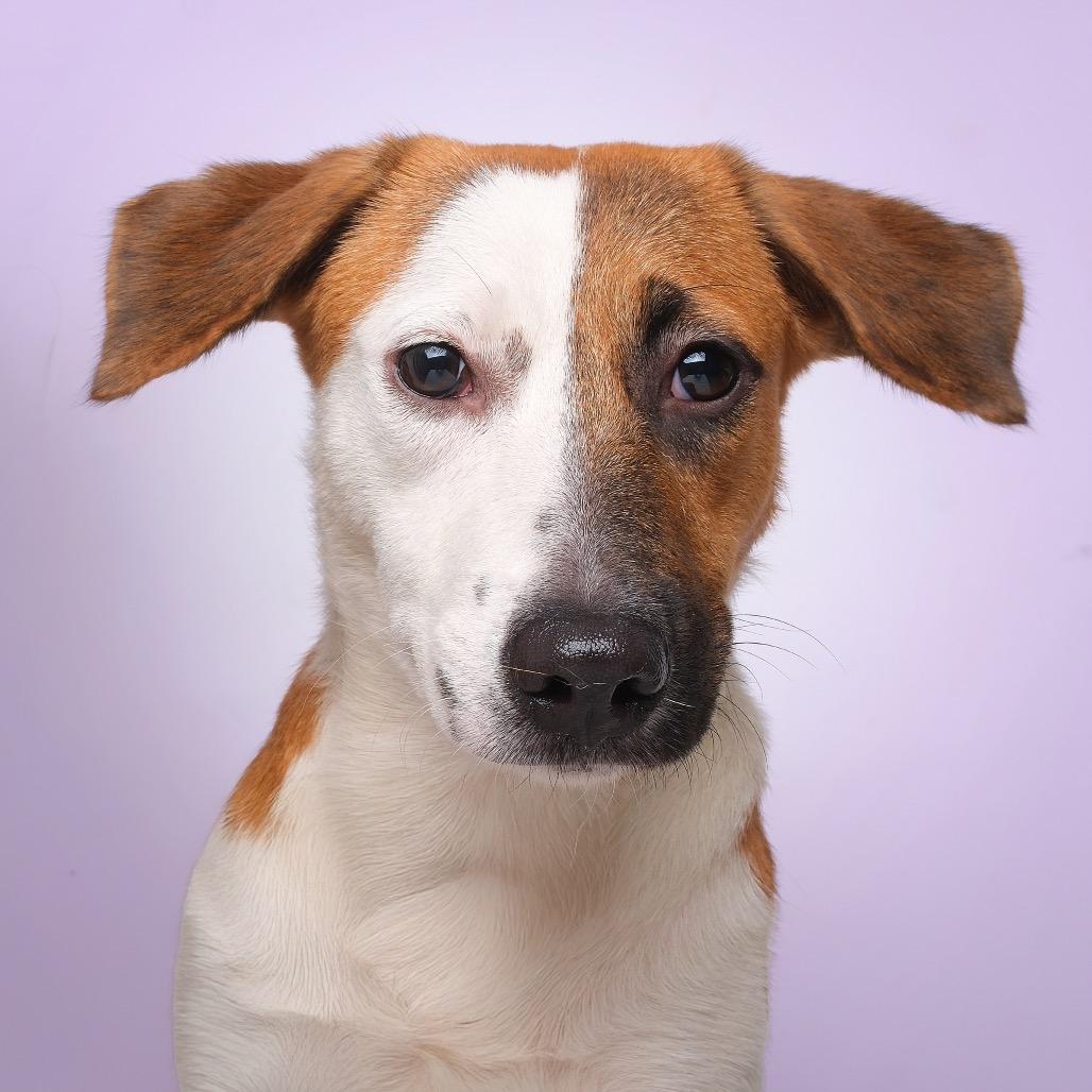 Nucita C, a Adoptable Mixed Breed in Guaynabo, PR image 3/3