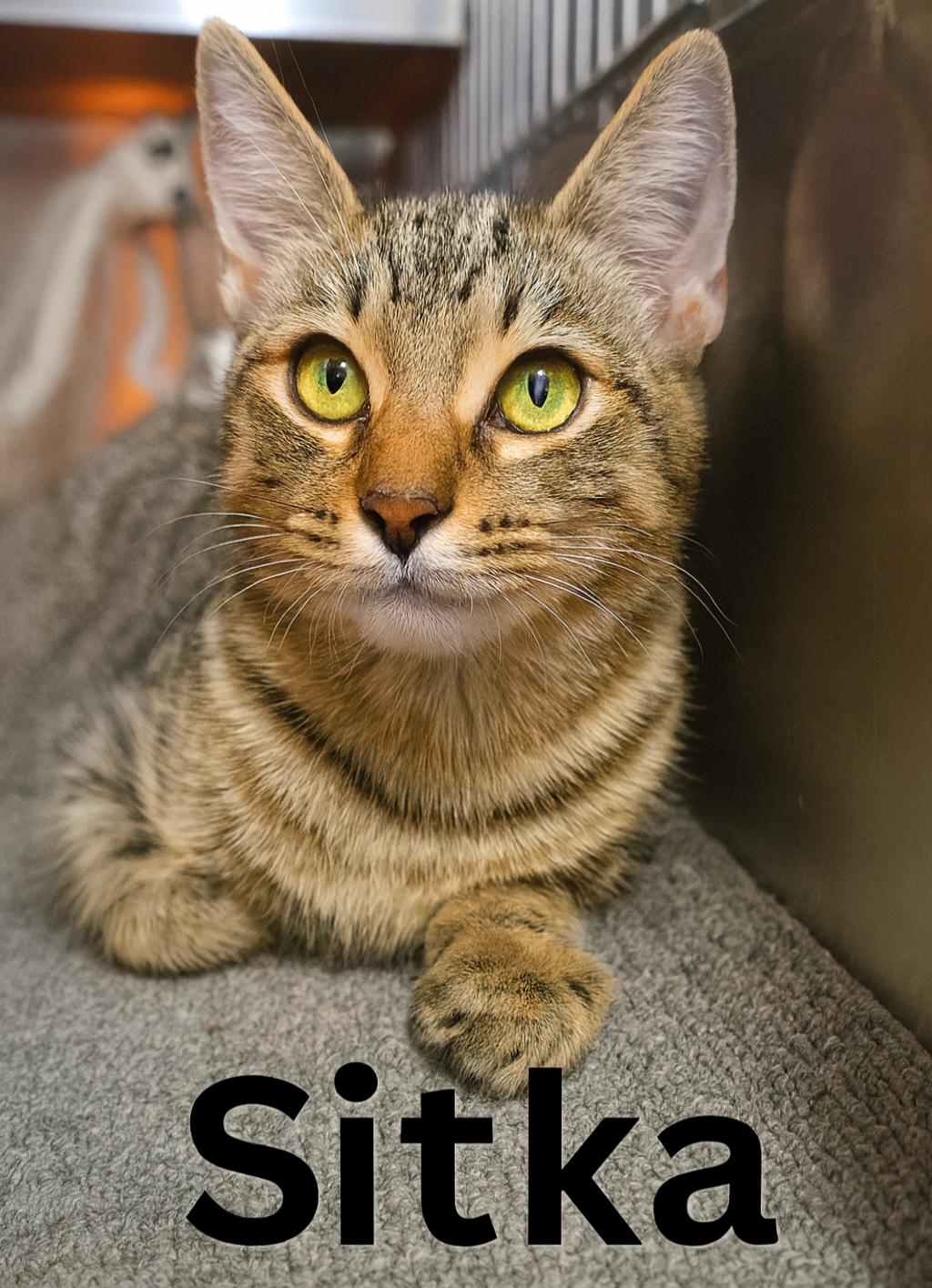 Sitka ($20 fee), a Adoptable mixed breed in Quincy, OH image 1/2