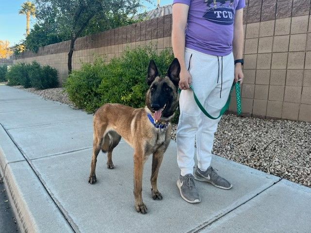 Enlarge Valor, a Adopted Belgian Shepherd / Malinois in PEORIA, AZ image 1/6