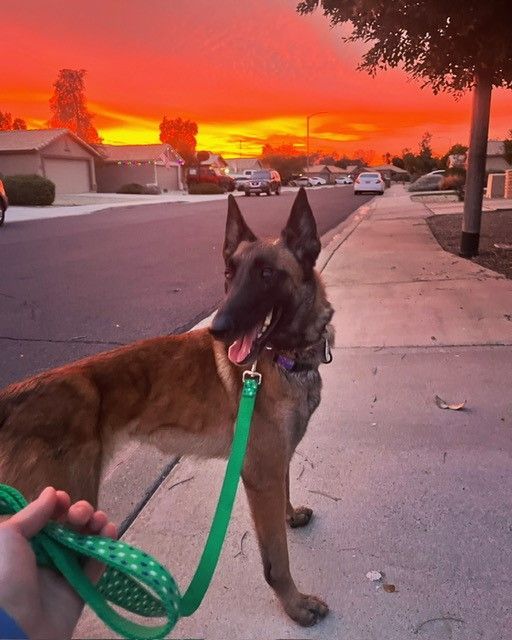Enlarge Valor, a Adopted Belgian Shepherd / Malinois in PEORIA, AZ image 2/6