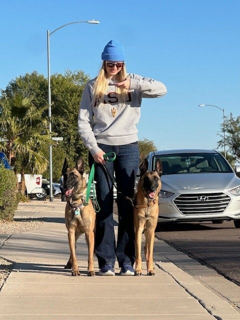 Enlarge Valor, a Adopted Belgian Shepherd / Malinois in PEORIA, AZ image 3/6
