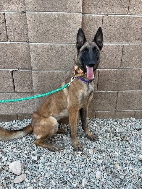 Enlarge Valor, a Adopted Belgian Shepherd / Malinois in PEORIA, AZ image 4/6