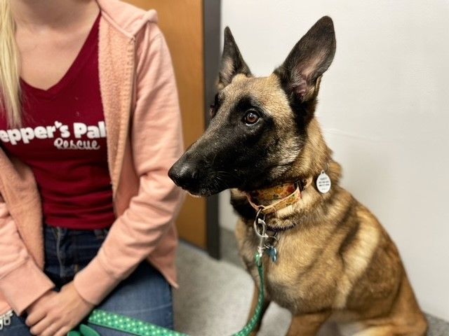 Enlarge Valor, a Adopted Belgian Shepherd / Malinois in PEORIA, AZ image 5/6
