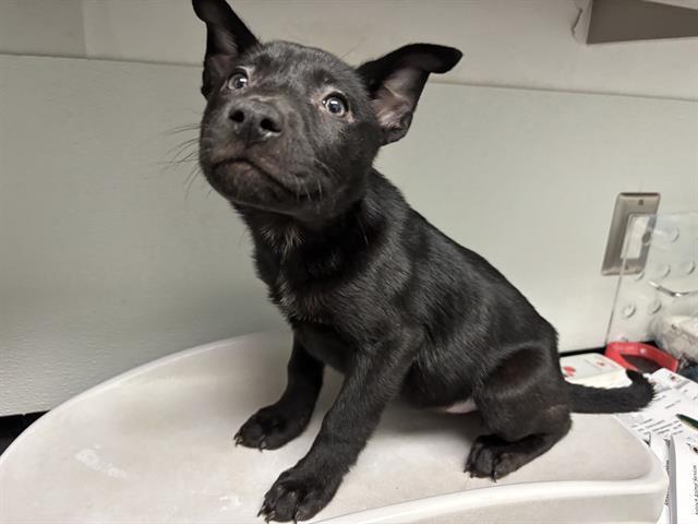 Enlarge YORK, a Adoptable mixed breed in Antioch, CA image 1/1