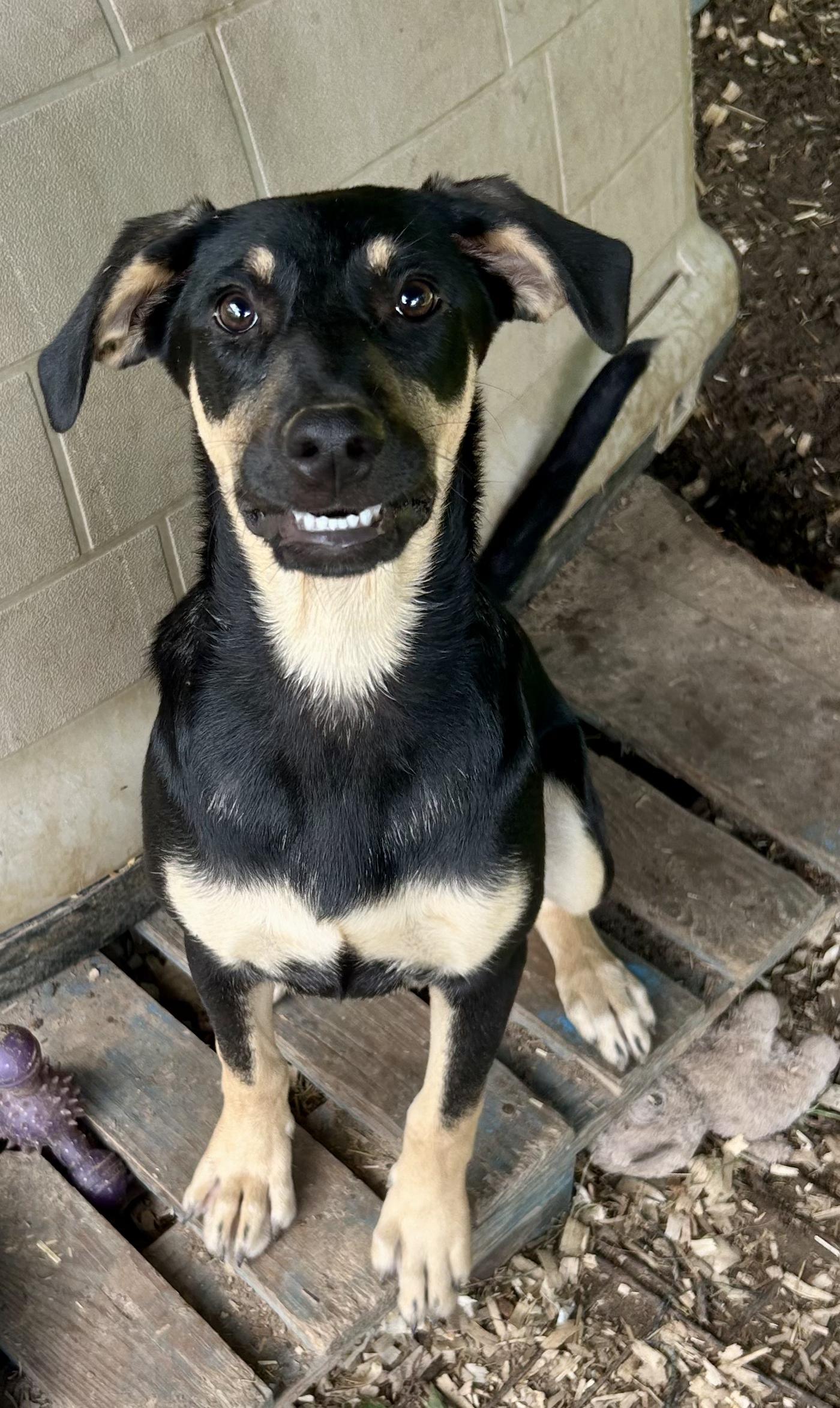 Enlarge Kuna, an adoptable mixed breed in Toms River, NJ image 2/2