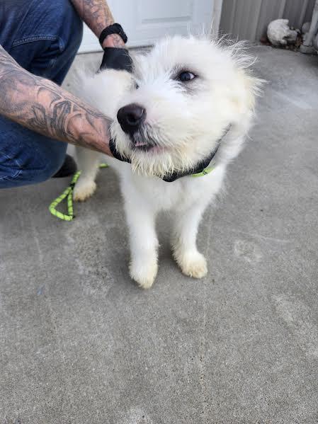 Blanca, an adopted mixed breed in Hopkinsville, KY image 4/4