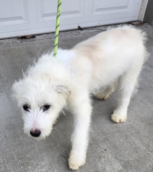 Blanca, an adopted mixed breed in Hopkinsville, KY image 3/4