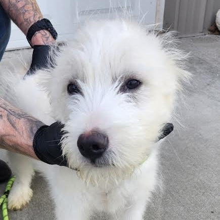 Blanca, an adopted mixed breed in Hopkinsville, KY image 2/4