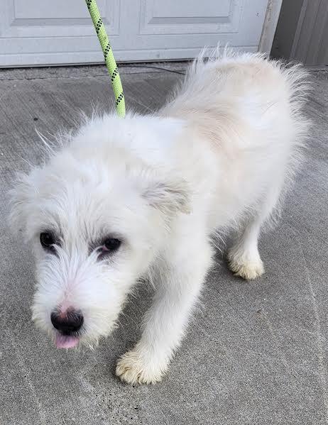 Blanca, adopted, Puppy Female Terrier.