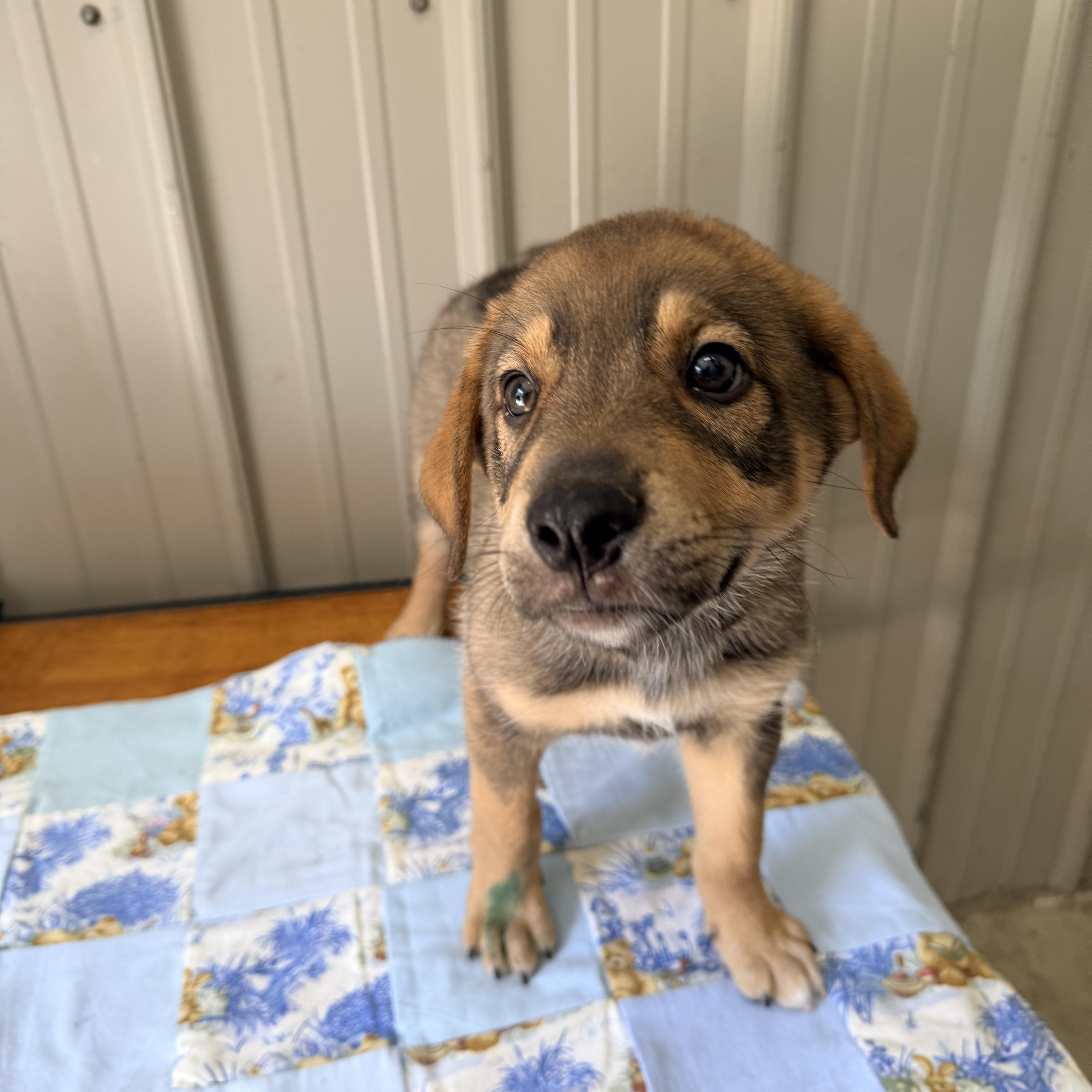 Lincoln, adopted, Puppy Male German Shepherd Dog.