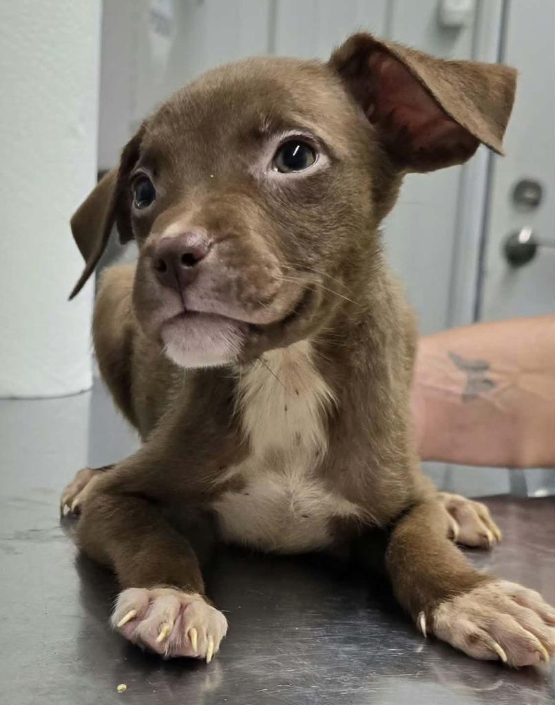 Tiny, Adoptable, Puppy Male Terrier & Mixed Breed.