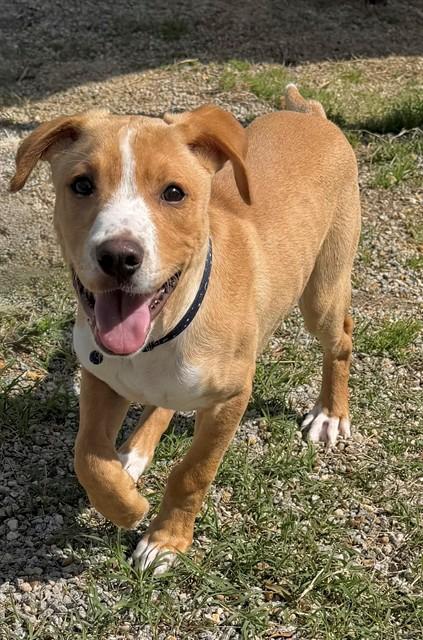 Enlarge CHASE, a Adoptable mixed breed in Augusta, GA image 1/1