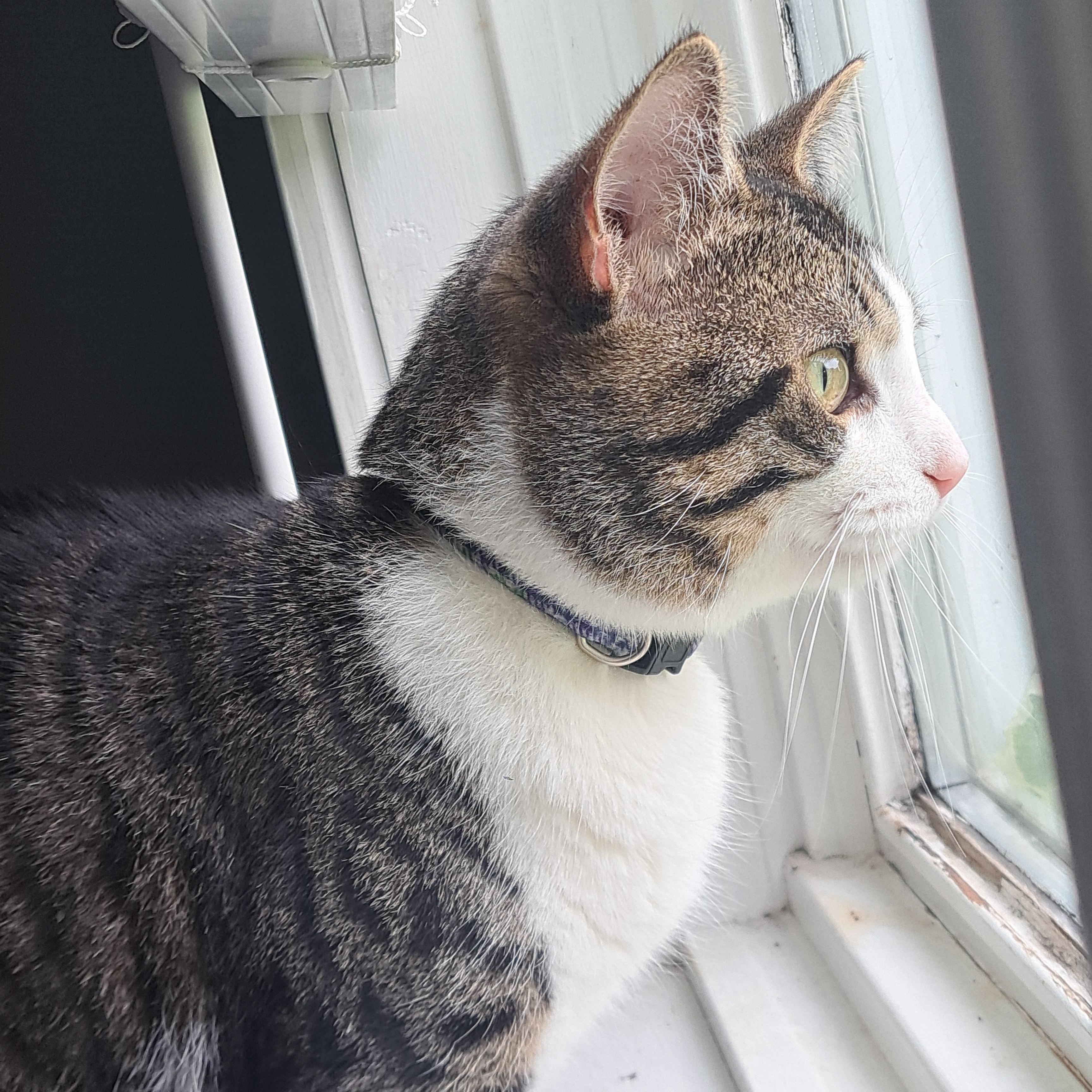 Peanut 2yrs photo 4