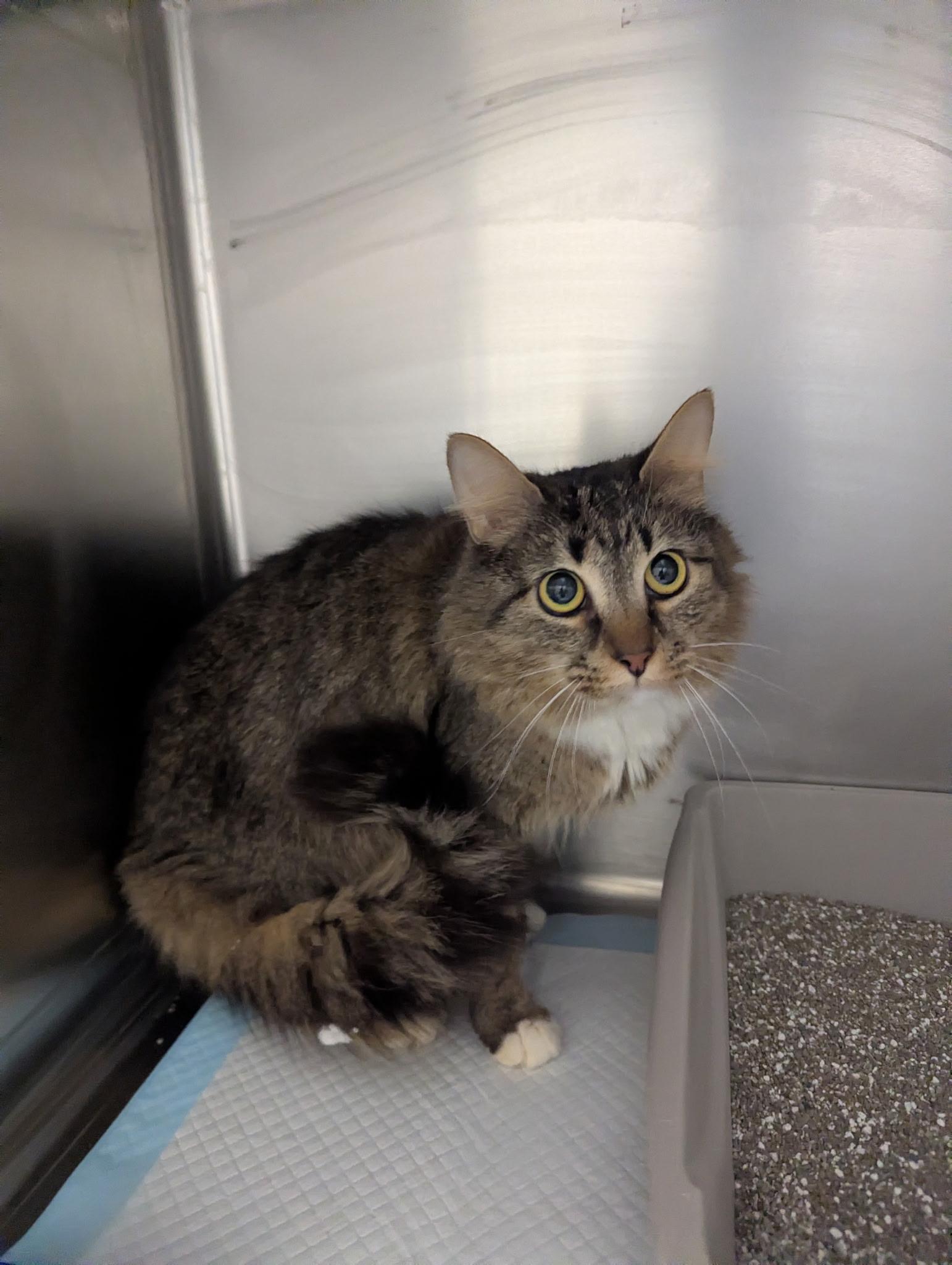 River23912C, ADOPTABLE, Adult Female Domestic Medium Hair.