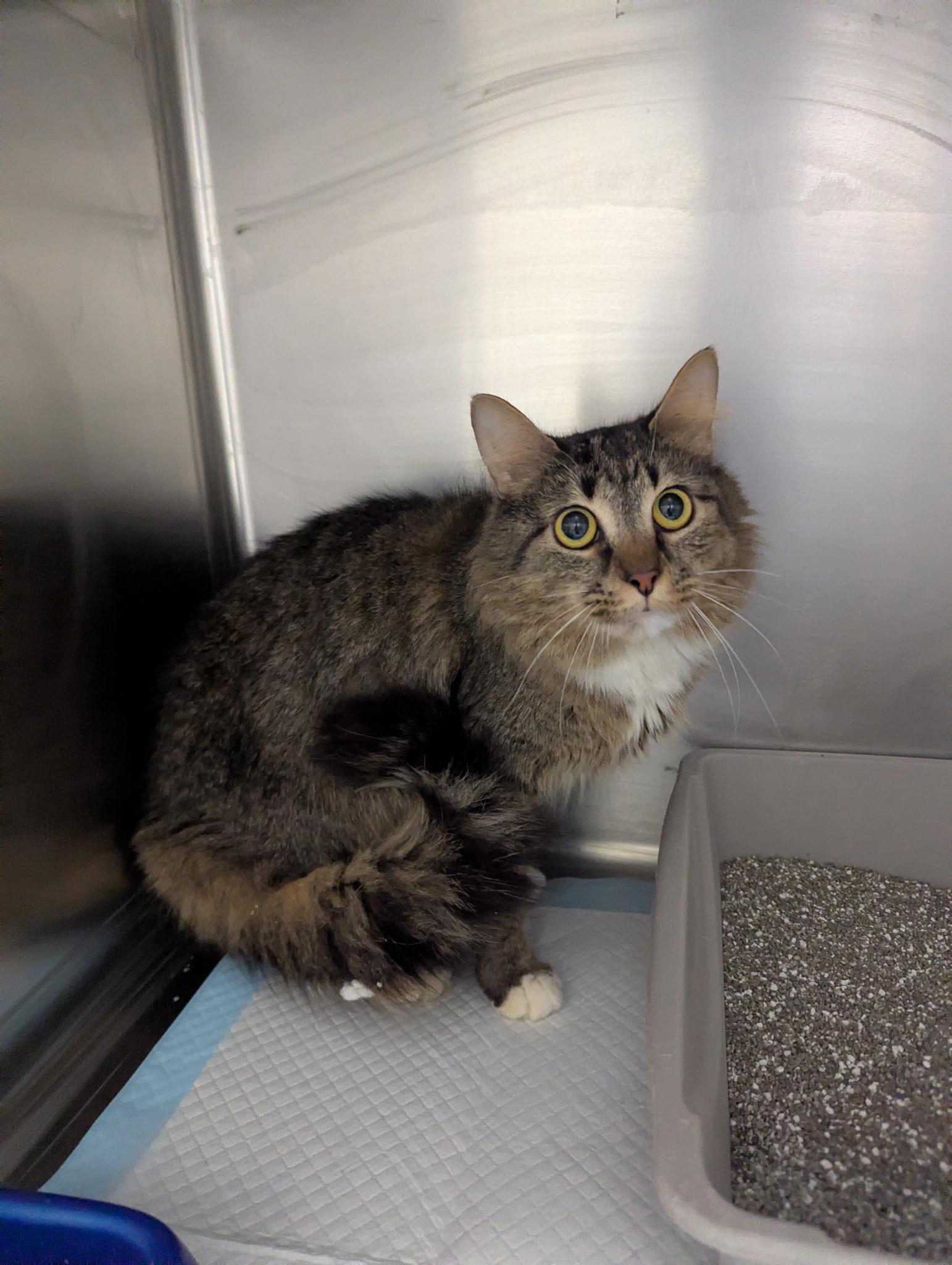 Enlarge River23912C, a ADOPTABLE mixed breed in Rocky Mount, NC image 3/3