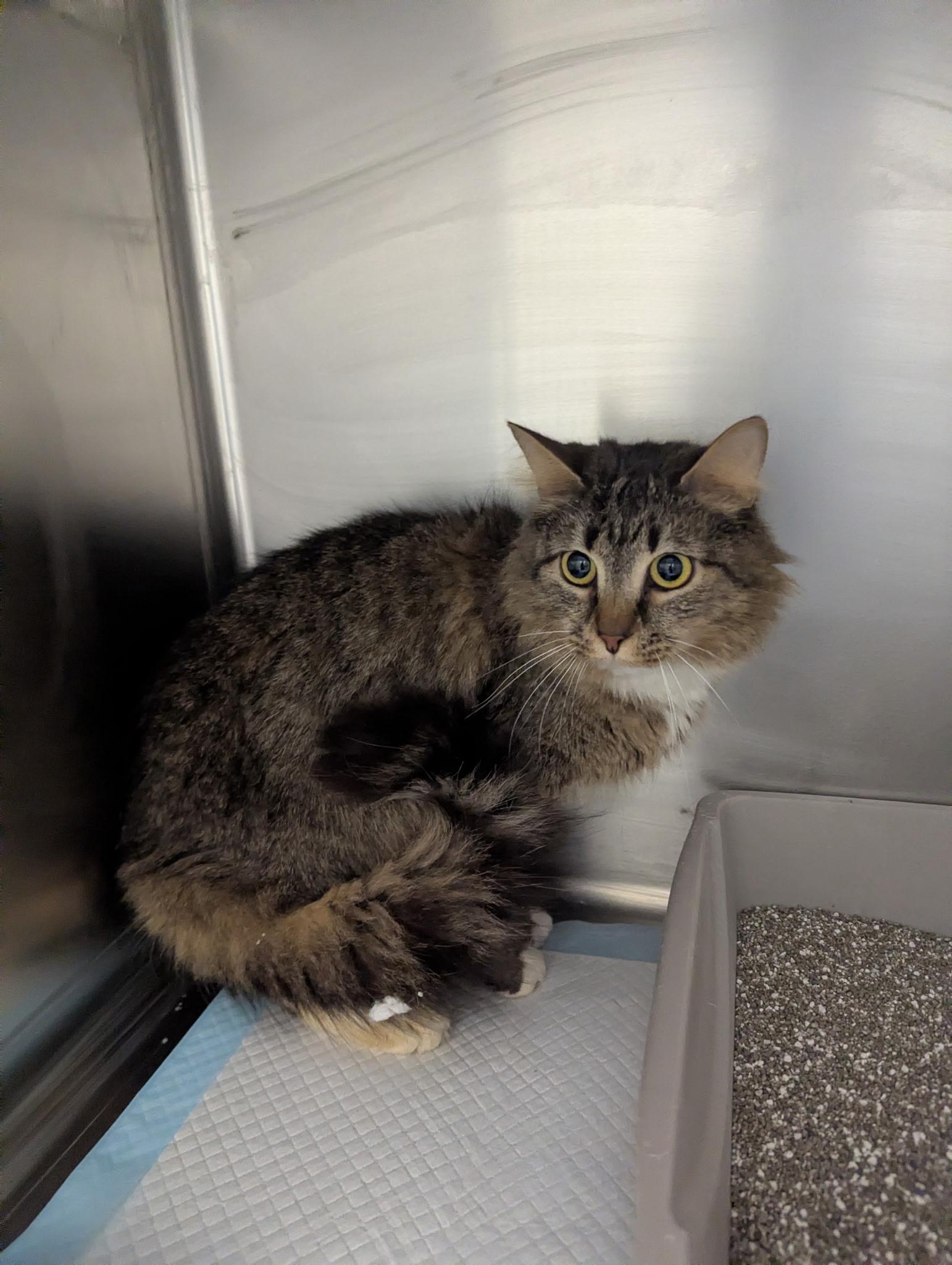 Enlarge River23912C, a ADOPTABLE mixed breed in Rocky Mount, NC image 2/3