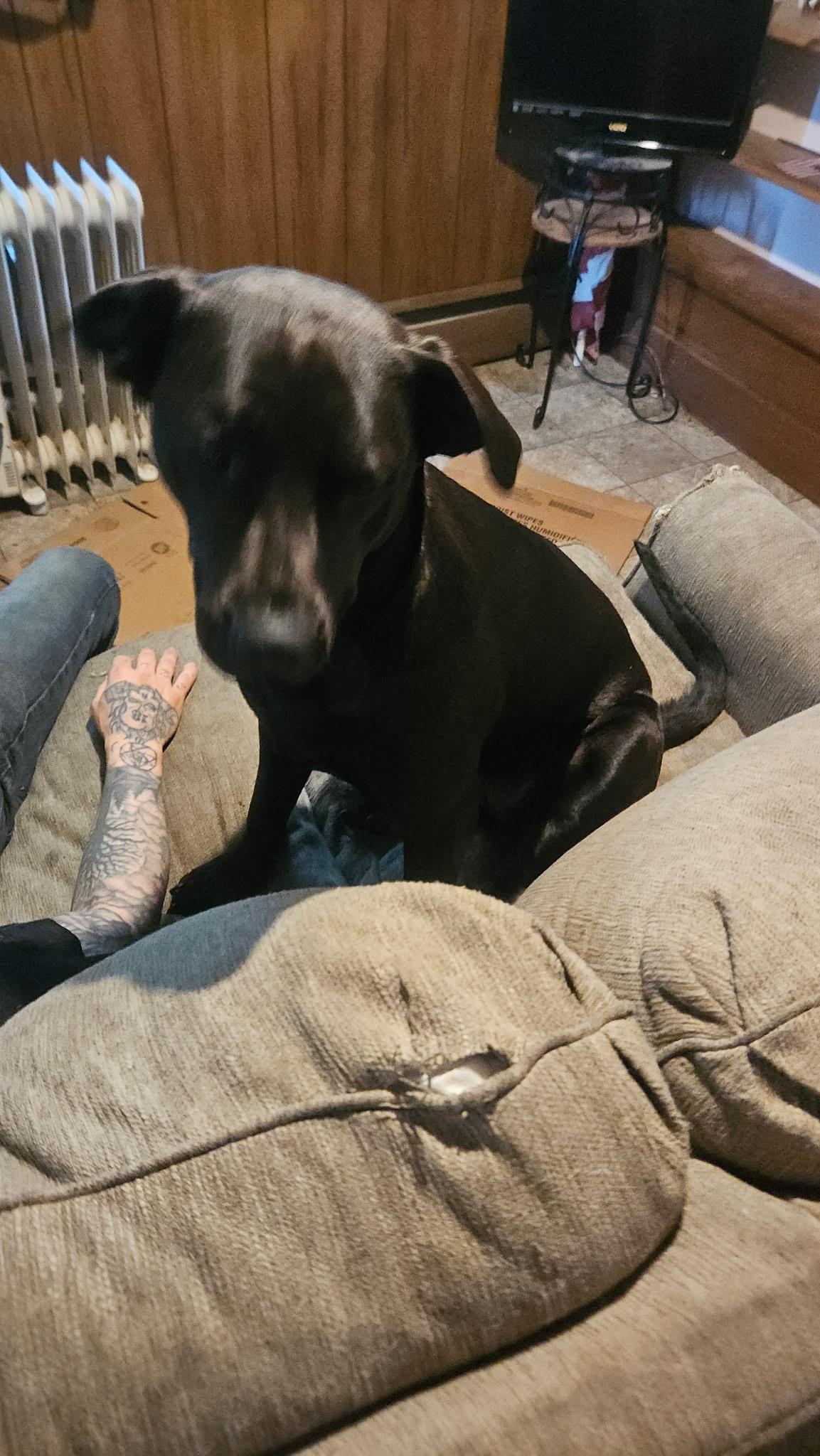 Sooki, Adopted, Adult Female Black Labrador Retriever.