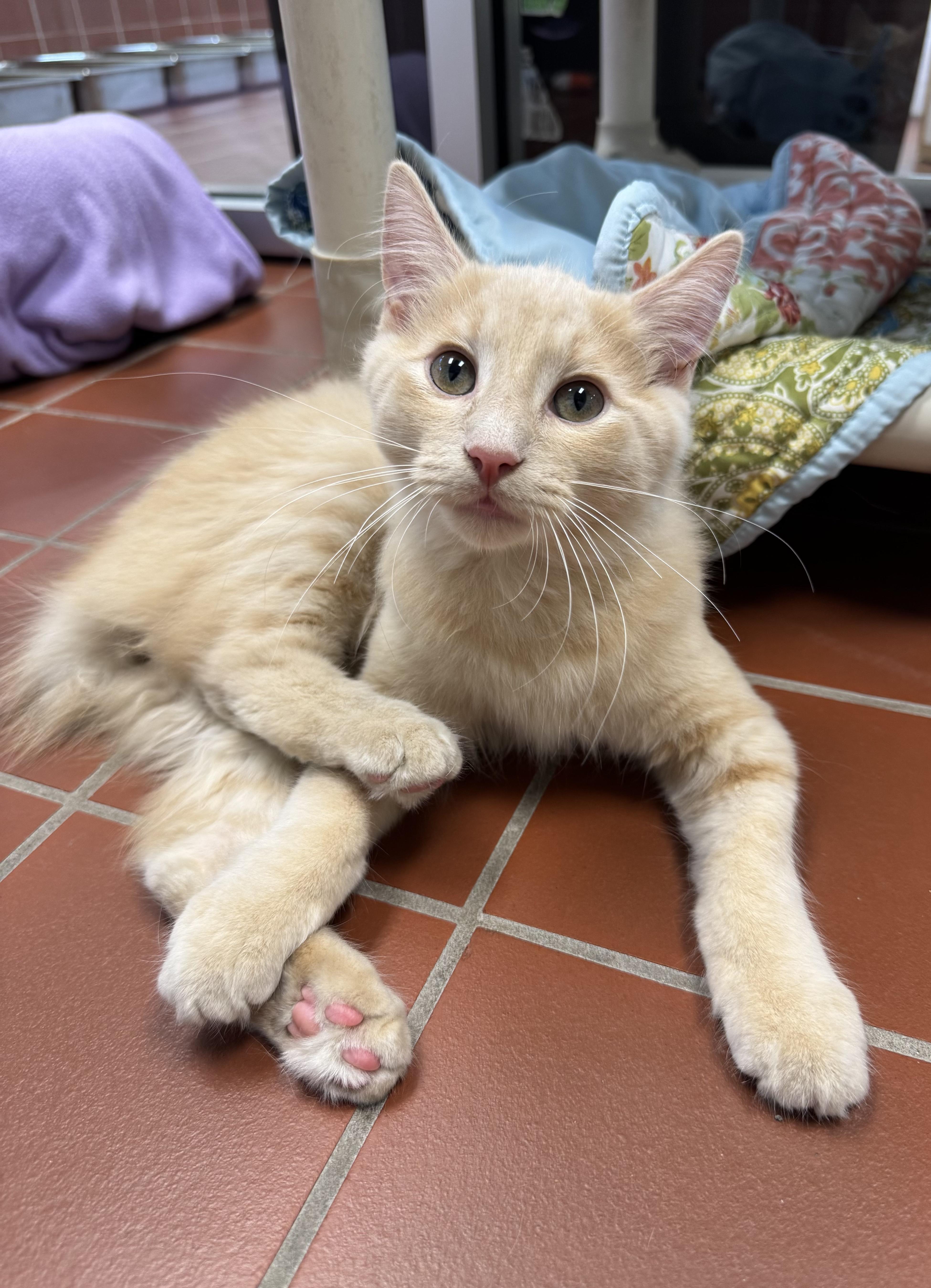 Enlarge Graham, an adopted Domestic Medium Hair in Battle Creek, MI image 1/1