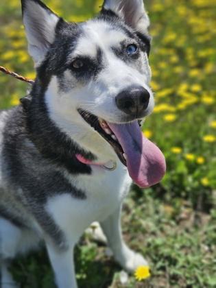 Arya , Adoptable, Adult Female Siberian Husky.