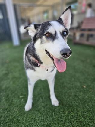 Enlarge Arya , a Adoptable mixed breed in Sacramento, CA image 2/3