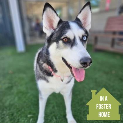 Enlarge Arya , a Adoptable mixed breed in Sacramento, CA image 1/3