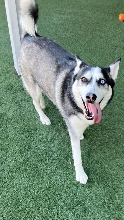 Enlarge Arya , a Adoptable mixed breed in Sacramento, CA image 3/3