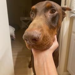 Enlarge Zephyr, a Adoptable Doberman Pinscher in Winchester, VA image 1/6