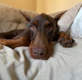 Enlarge Zephyr, a Adoptable Doberman Pinscher in Winchester, VA image 4/6