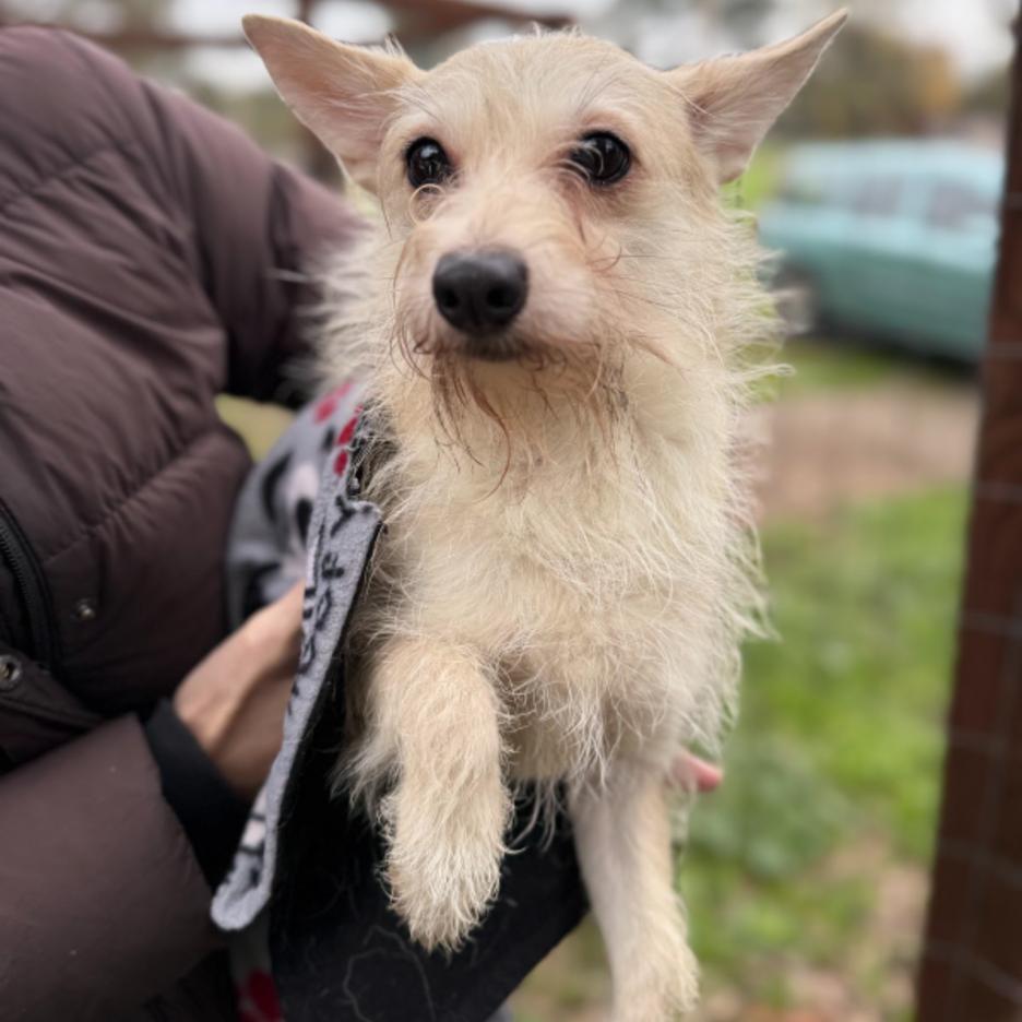 Enlarge Charlotte, a Adoptable mixed breed in Sonoma, CA image 1/1